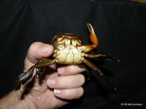 The largest River Swimming Crab Varuna litterata