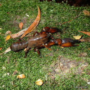 The Burrowing Crayfish Engaeus fossor