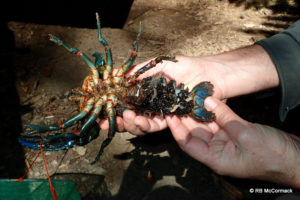The Strong Crayfish Euastacus valentulus from the upper Tweed River