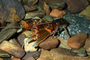 The Hinterland Crayfish Euastacus maidae from Mudgeeraba Creek