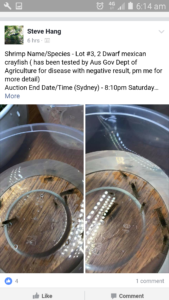 Exotic Dwarf Mexican Crayfish being sold of Facebook