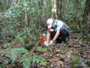 Setting Mist net traps in burrows on the forest floor