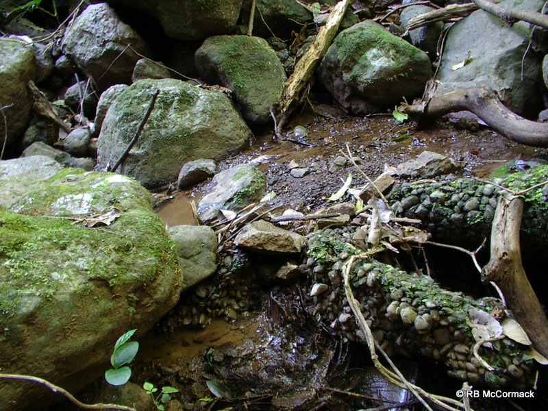 Typical micro rainforest stream