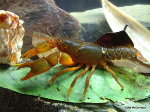 The Balan spiny crayfish Euastacus balanensis (Morgan 1988)