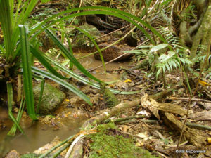 Micro streams are the preferred habitat
