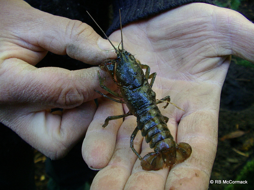 The crayfish dug from the burrow