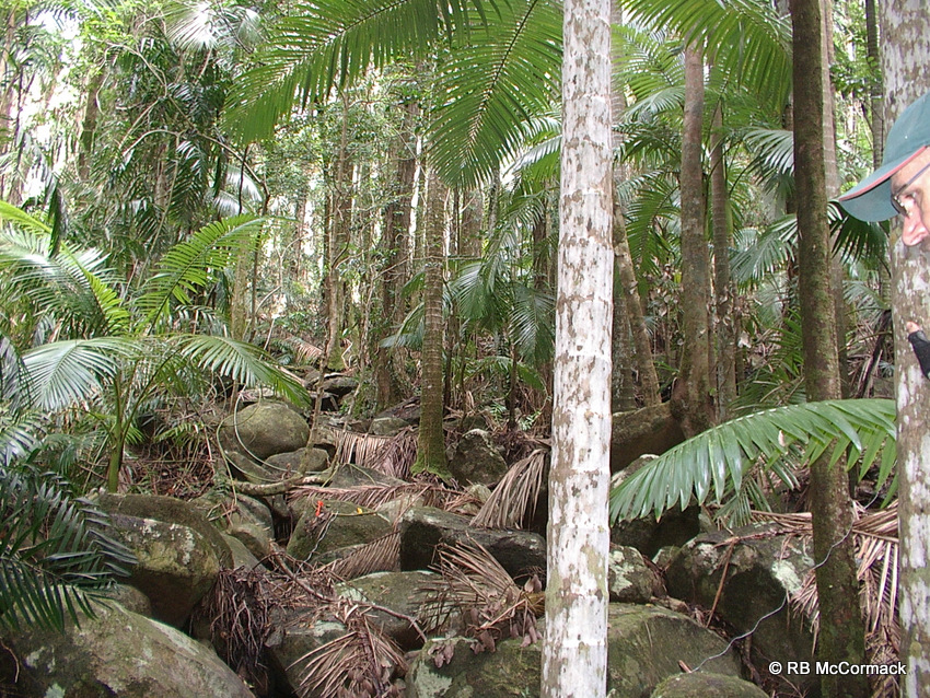 Euastacus bindal palm forest habitat