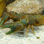 The Mt Elliott Crayfish Euastacus bindal
