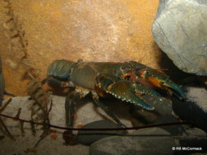 The gamilaroi spiny crayfish Euastacus gamilaroi